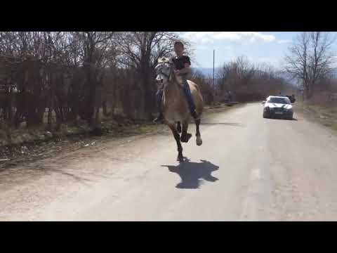 Скачки в Панкиси. დოღი პანკისში. Horse rasing in Pankisi. 2017.